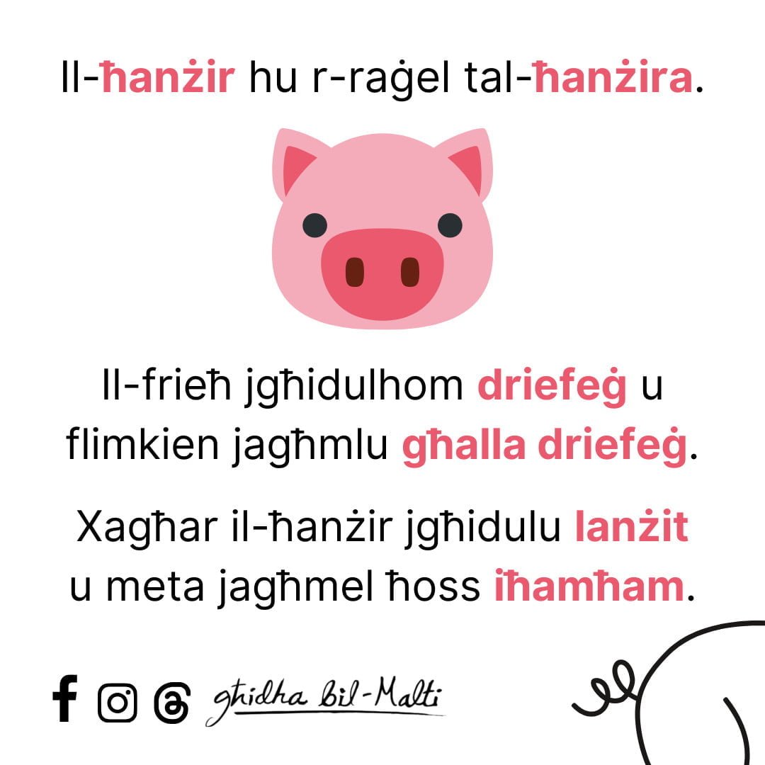 Il-ħanżir