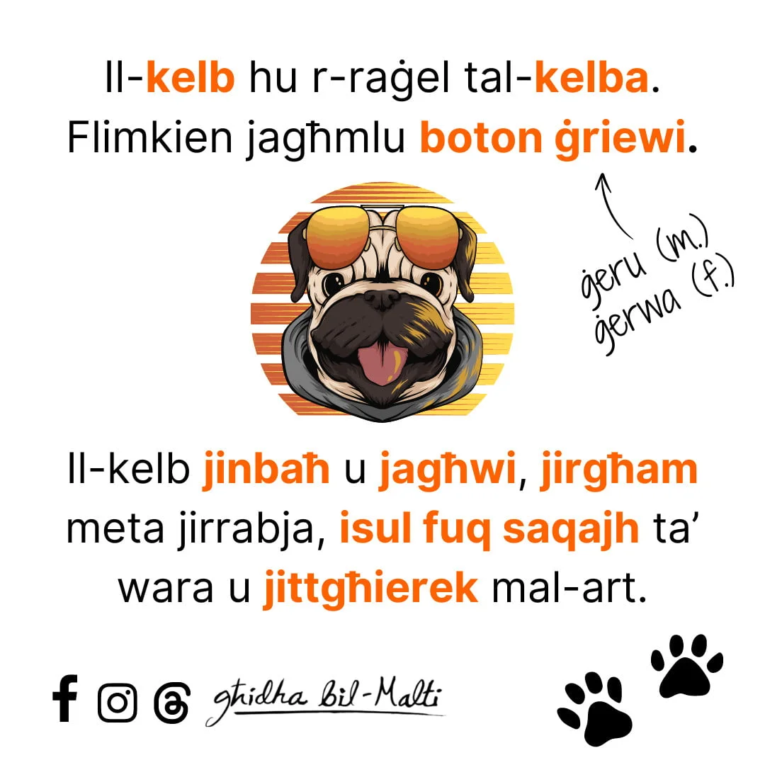 Il-kelb