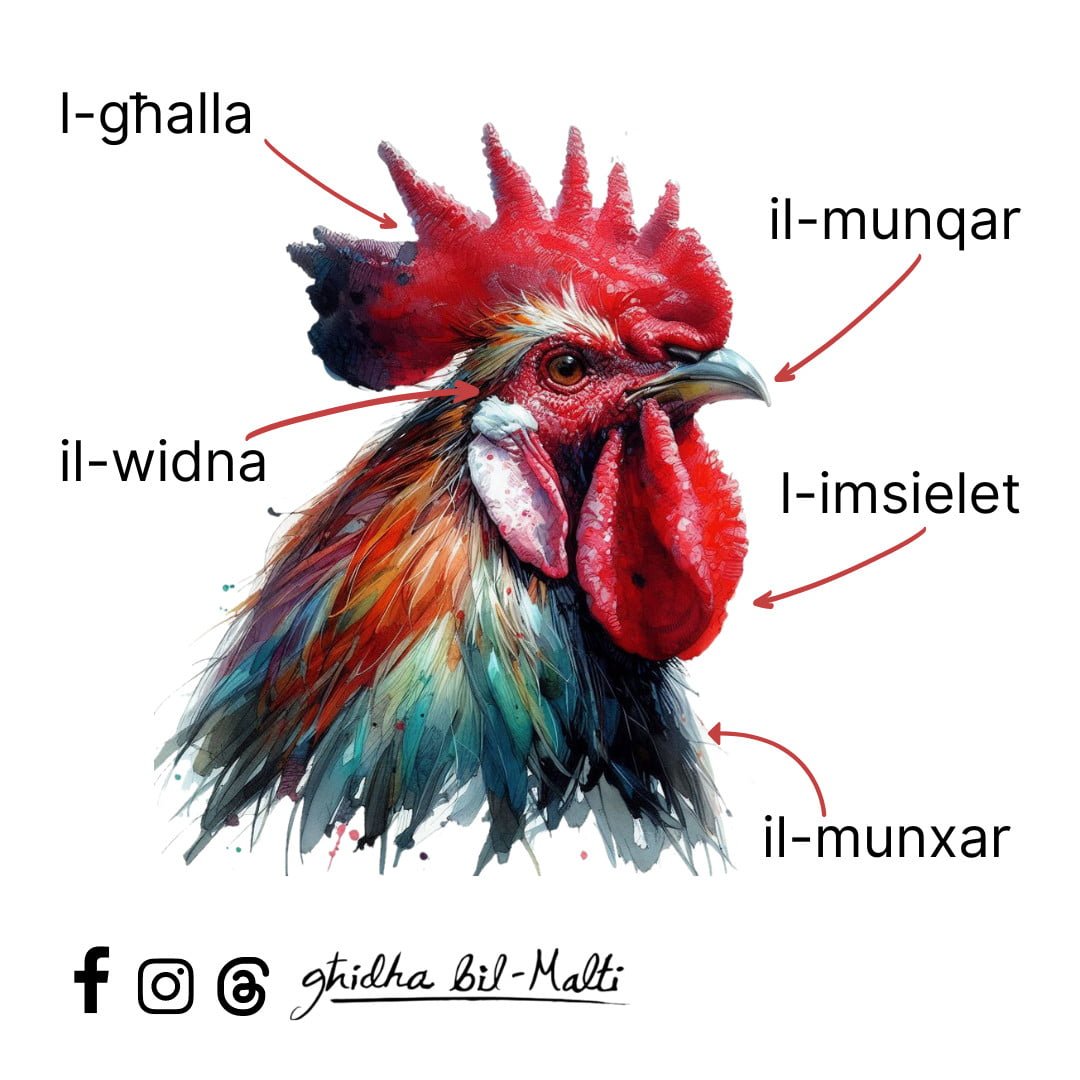 Is-serduq