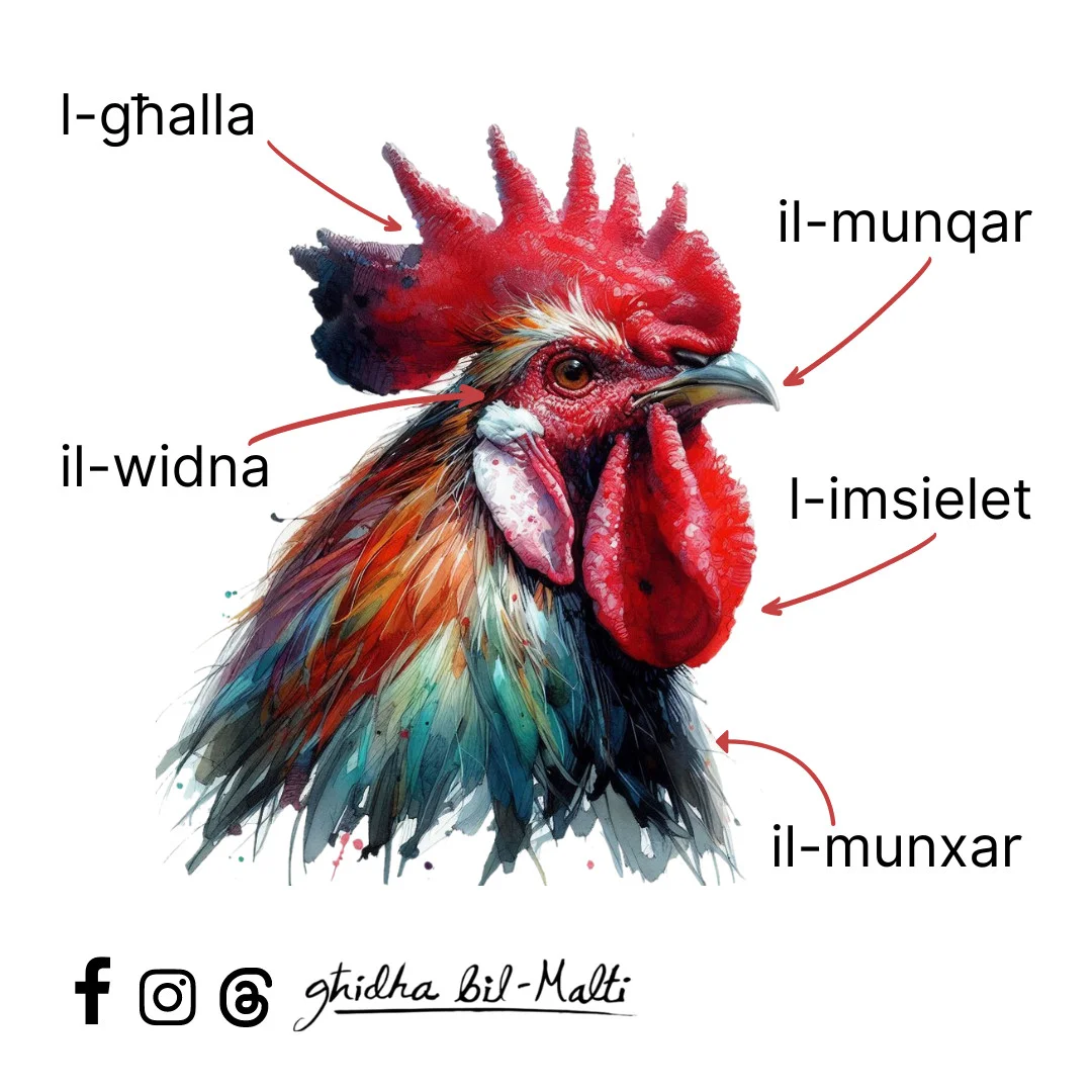 Is-serduq