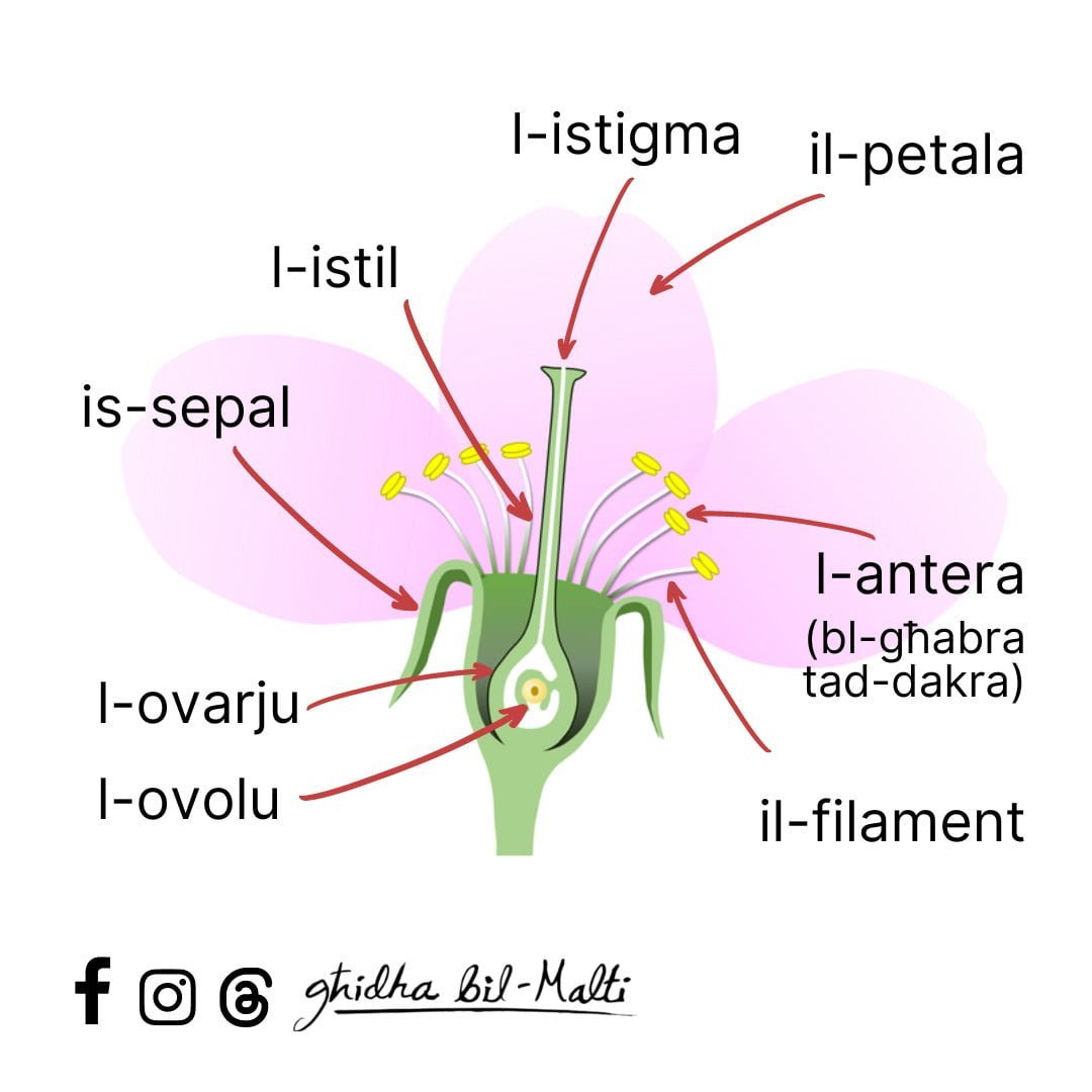 Il-partijiet tal-fjura