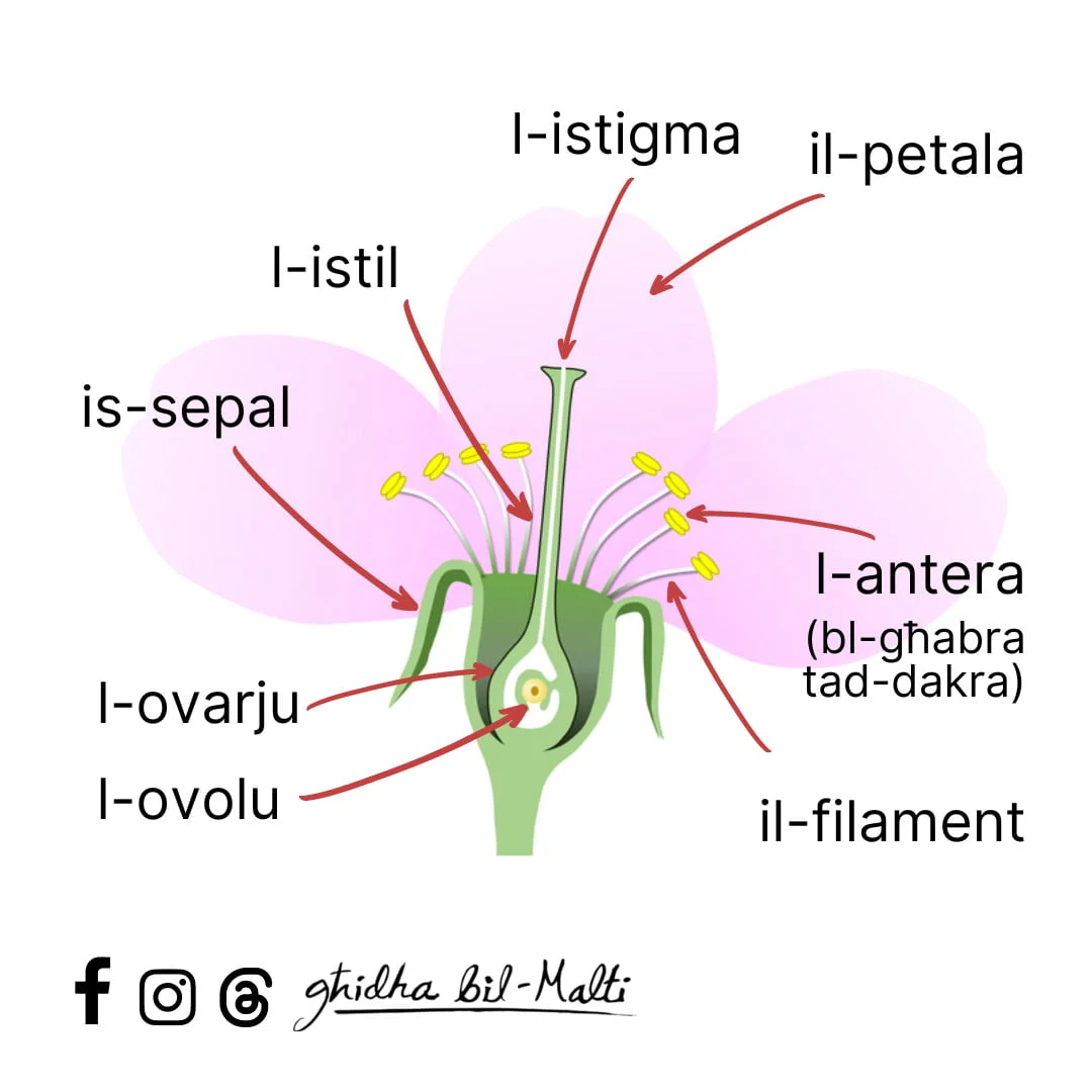 Il-partijiet tal-fjura