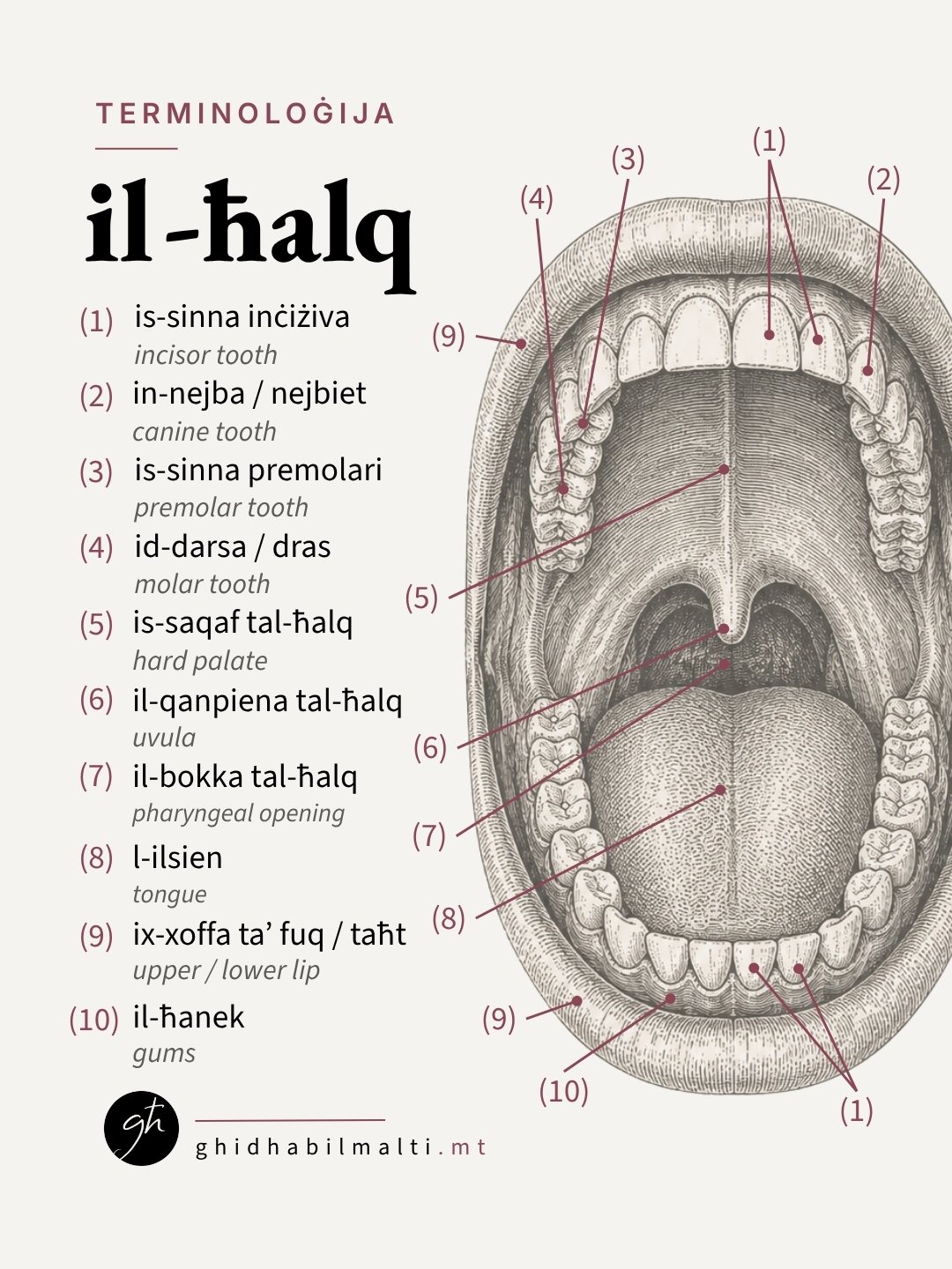 il-ħalq