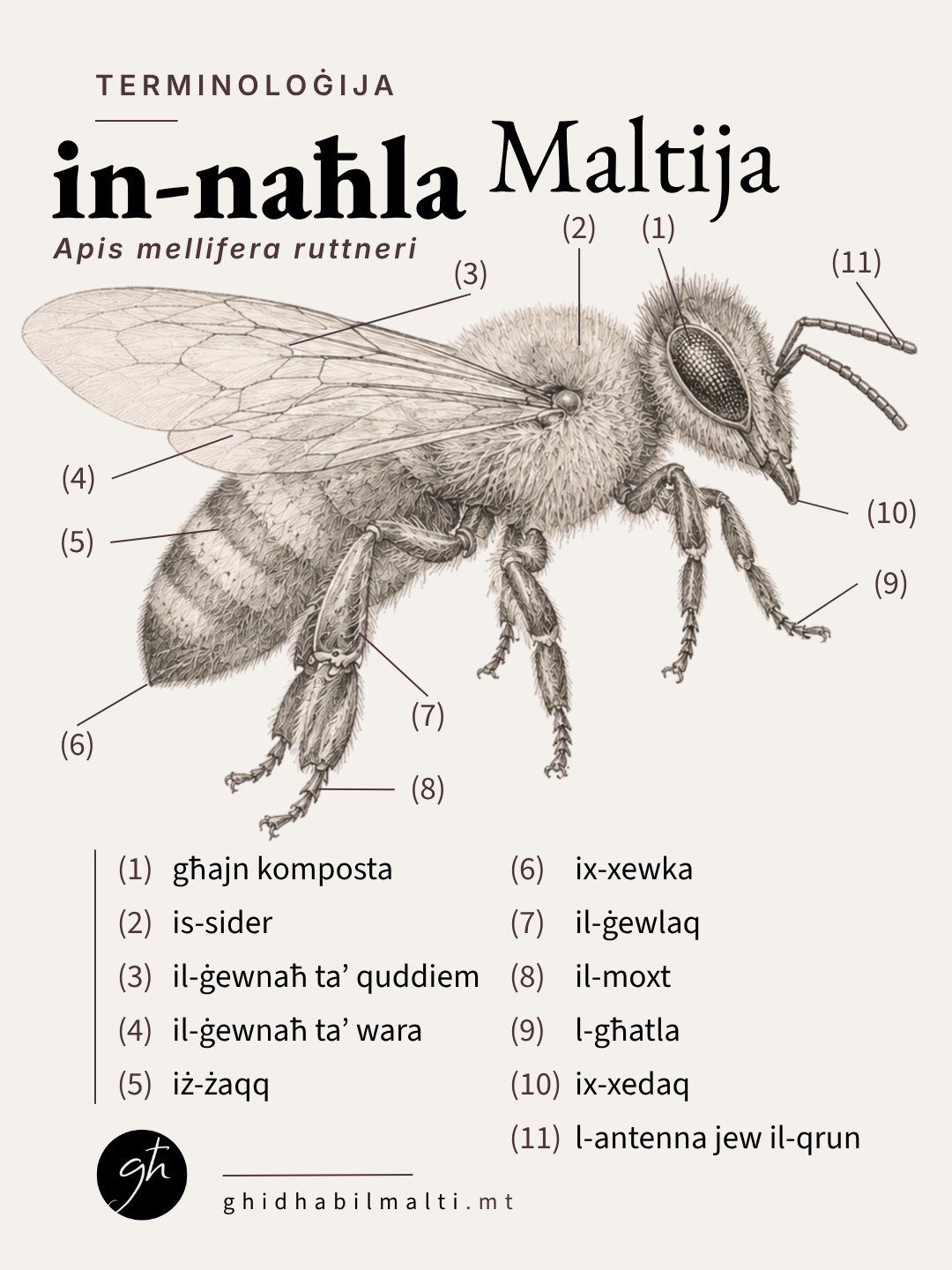 In-naħla Maltija