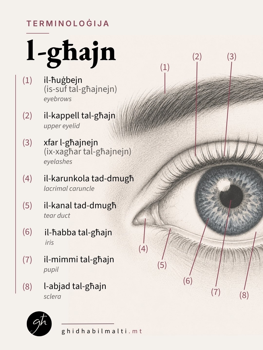 l-għajn